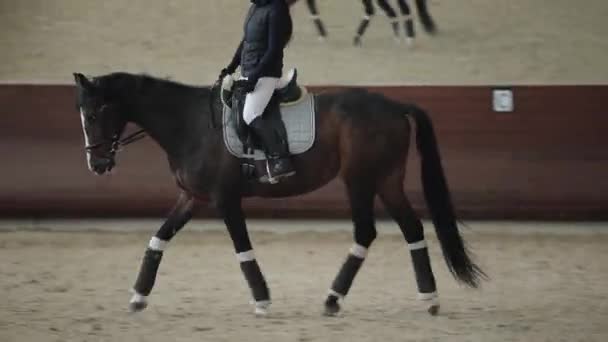 Profi-Reiterin reitet Pferd in Manege, läuft Trab — Stockvideo