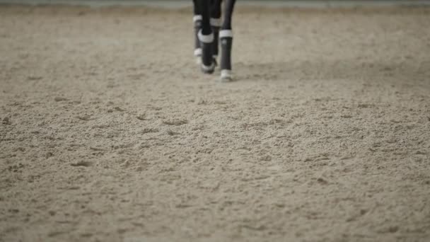 Pernas de cavalo vão na areia em um cerco — Vídeo de Stock