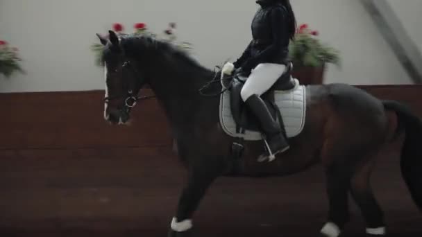 Profi-Reiterin reitet Pferd in Manege, galoppiert — Stockvideo