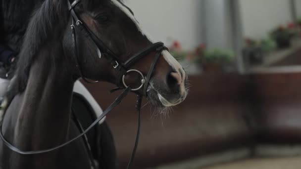 Trött häst efter löpning, andas med dunsten i kalla ridhuset — Stockvideo