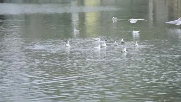 Patos vuelan en el lago de la ciudad — Vídeo de stock