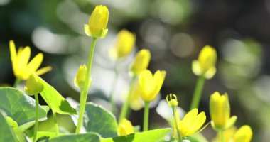 Makro video bir zeminde bahar sarı çiçek