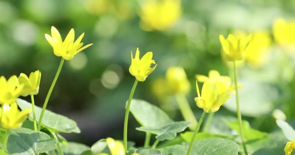 El vídeo macro de las flores amarillas en primavera en el suelo — Vídeo de stock