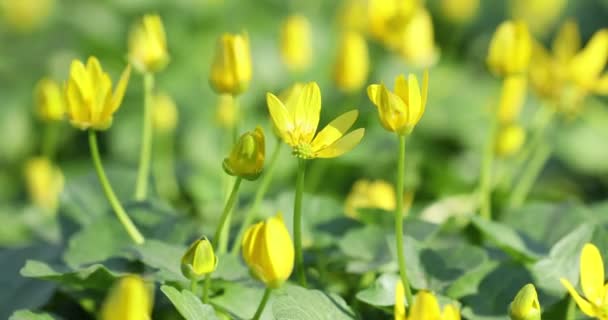 Macro vídeo de flores amarelas na primavera em um chão — Vídeo de Stock