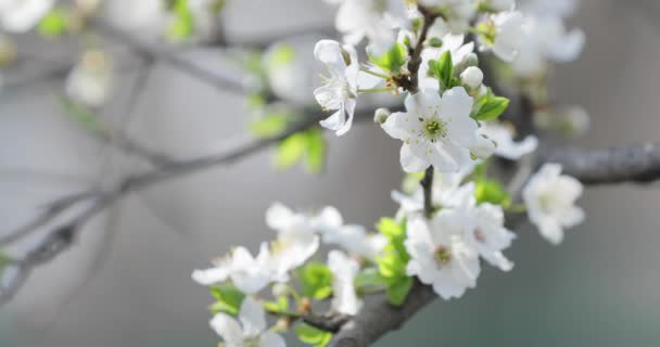 Fleurs de cerisier fleurissant au printemps — Video