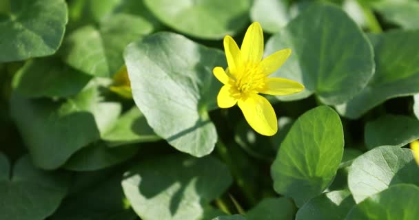 El vídeo macro de la flor amarilla en primavera en el suelo — Vídeos de Stock