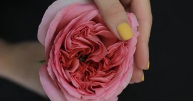 Kadın eli gül yapraklarına dokunur