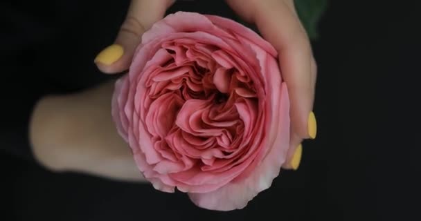 Tocco mano femminile petali di rosa — Video Stock