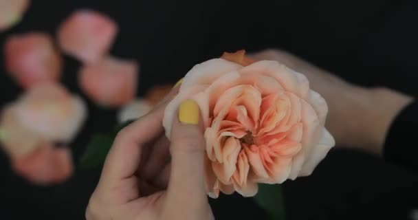 Kadın eli çiçek yapraklarını koparır. — Stok video