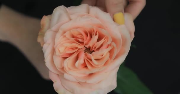 女性の手は花びらを引き裂く — ストック動画