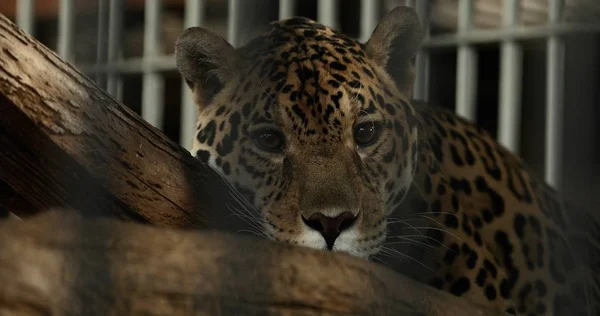 Leopard lying on tree trunk in a zoo — Stock Photo, Image