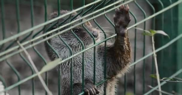 Otter achter kooi in een dierentuin — Stockvideo