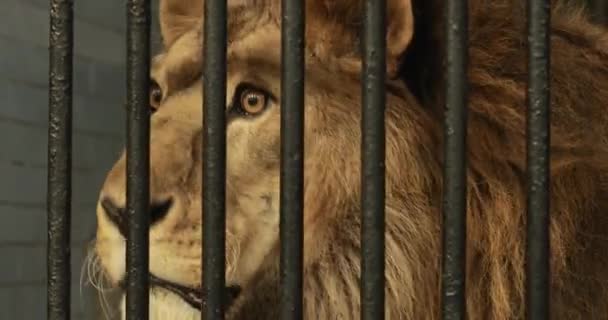León detrás de la jaula en el zoológico — Vídeos de Stock