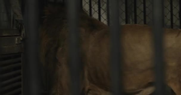 Lion marche dans une cage — Video