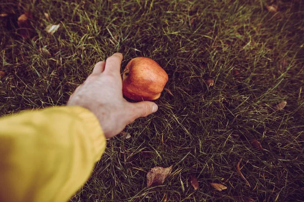 Aratás, vegyél egy vörös érett almát a földből. — Stock Fotó