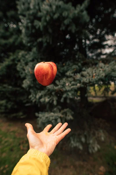 Almát dobál a tenyér fölé. — Stock Fotó