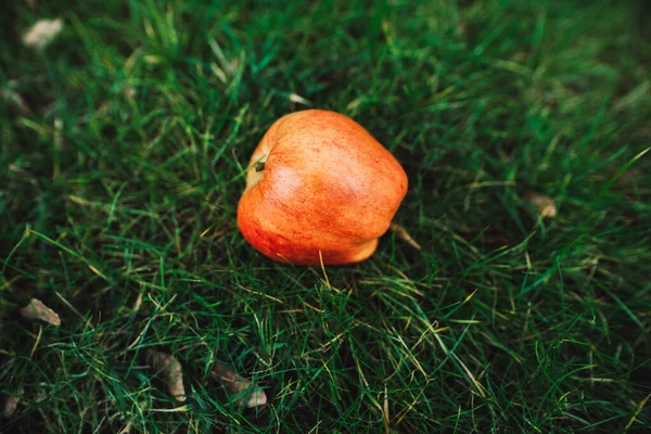 Maçã madura vermelha em uma grama — Fotografia de Stock