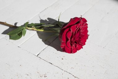 Ahşap zeminde kırmızı gül