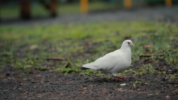 Duivenvogel op het gras — Stockvideo