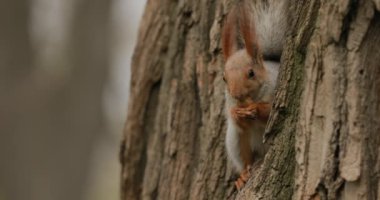 Sincap ağaçta fındık yer.