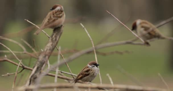 Vrabci sedící na větvi — Stock video