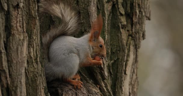 Squirrel eats a nut on the tree — Stock Video
