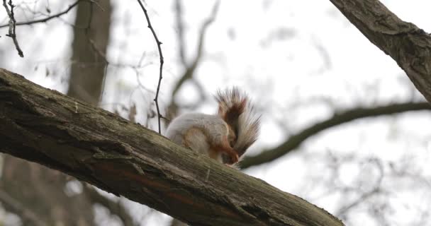 Écureuil nettoie sa queue sur l'arbre — Video