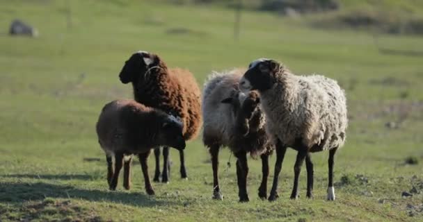 Овцы на поле — стоковое видео