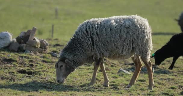 Rebanho de ovinos a olhar para o campo rural — Vídeo de Stock