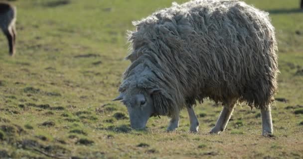 Ovelhas olhando para campo campo — Vídeo de Stock