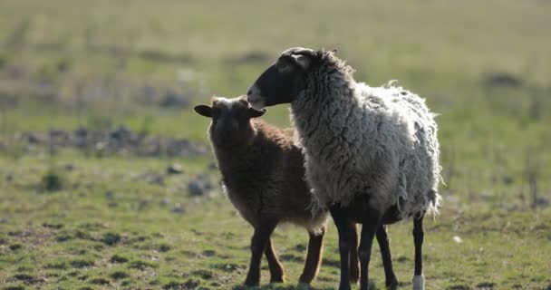 Sheep mother and son on a field — Stock Video