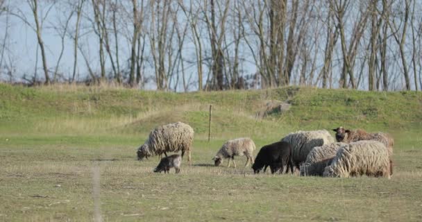 Rebanho de ovinos a olhar para o campo rural — Vídeo de Stock