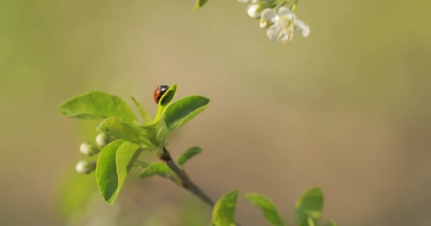 Mariquita en hoja verde — Vídeo de stock