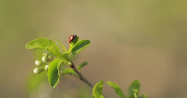 Lieveheersbeestje op groen blad — Stockvideo