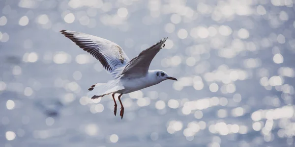 นกนางนวลบินเหนือทะเล — ภาพถ่ายสต็อก