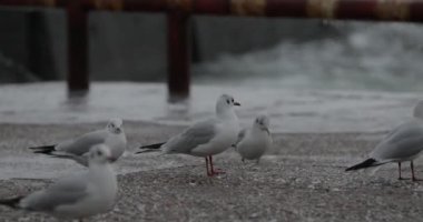 Fırtınalı bir günde martılarla tatsız Karadeniz
