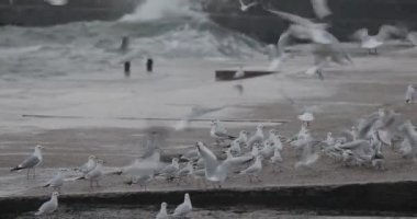 Fırtınalı bir günde martılarla tatsız Karadeniz