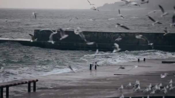 Mare nero turbolento con gabbiani di stormo volanti in un giorno tempestoso — Video Stock