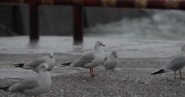 Uneasy Mar negro com gaivotas no dia tempestuoso — Vídeo de Stock