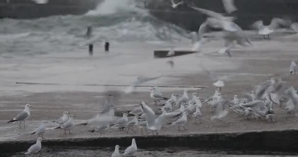 Unruhiges Schwarzes Meer mit Möwen bei stürmischem Tag — Stockvideo