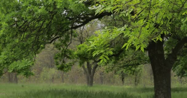 Bosque de verano con audio original — Vídeos de Stock