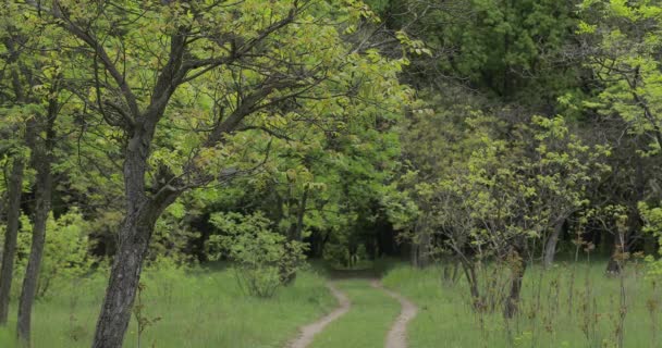 Sommerwald mit O-Ton — Stockvideo