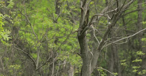Forêt d "été avec un oiseau sur un arbre, audio original inclus