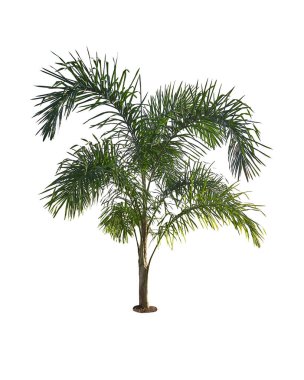 Beyaz arkaplanda izole edilmiş palmiye ağacı