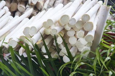 Natura Palm 'daki Pupunha endüstriyel işleme hazırlanıyor