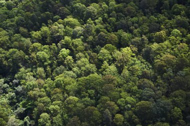 Dağlardaki ormanın havadan görünüşü