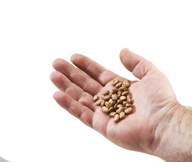 Beyaz arkaplanda el ele tutuşma tohumları