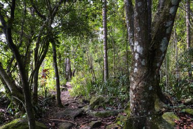 Ormanın güzel manzarası 