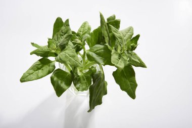 Beyaz arkaplanda taze fesleğen yaprakları