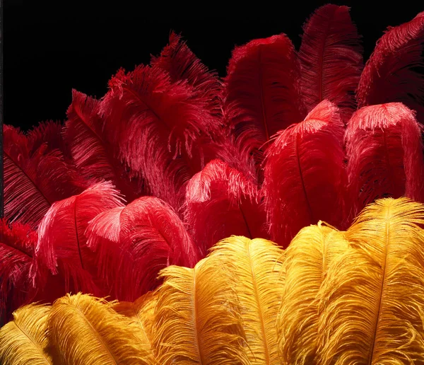 Colorful Feathers Black Background — Stock Photo, Image